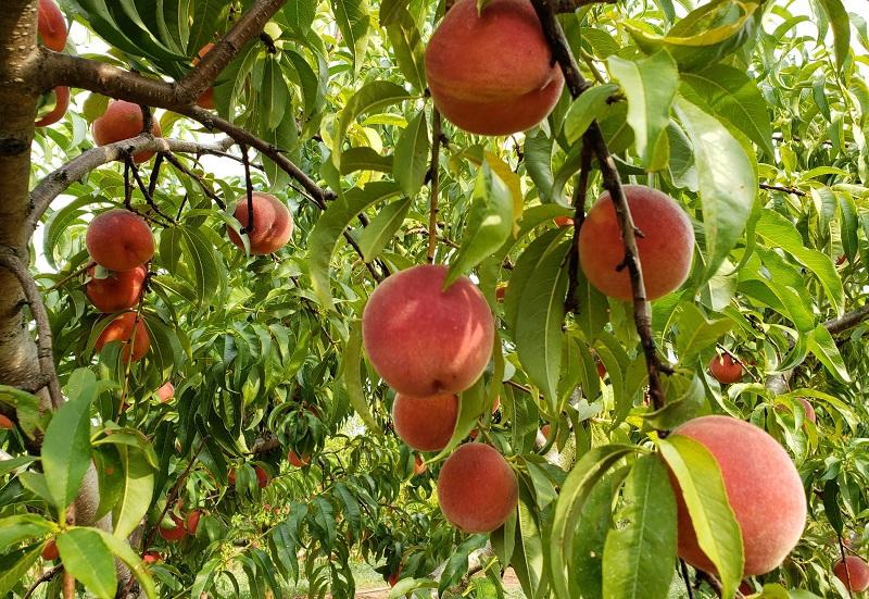 peach 1